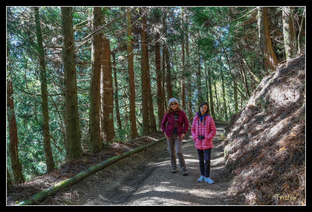 JH1A0637.jpg - 20151205 合歡溪步道、108K楓之谷