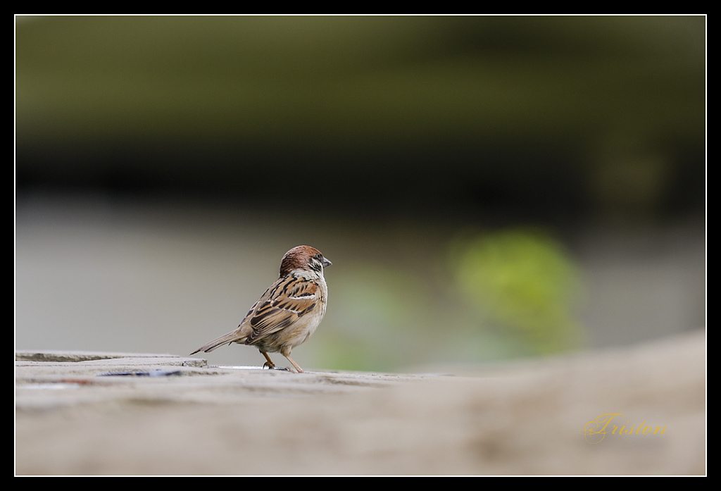 _H1A2968.jpg - 20170328 嘉義苦楝花隧道