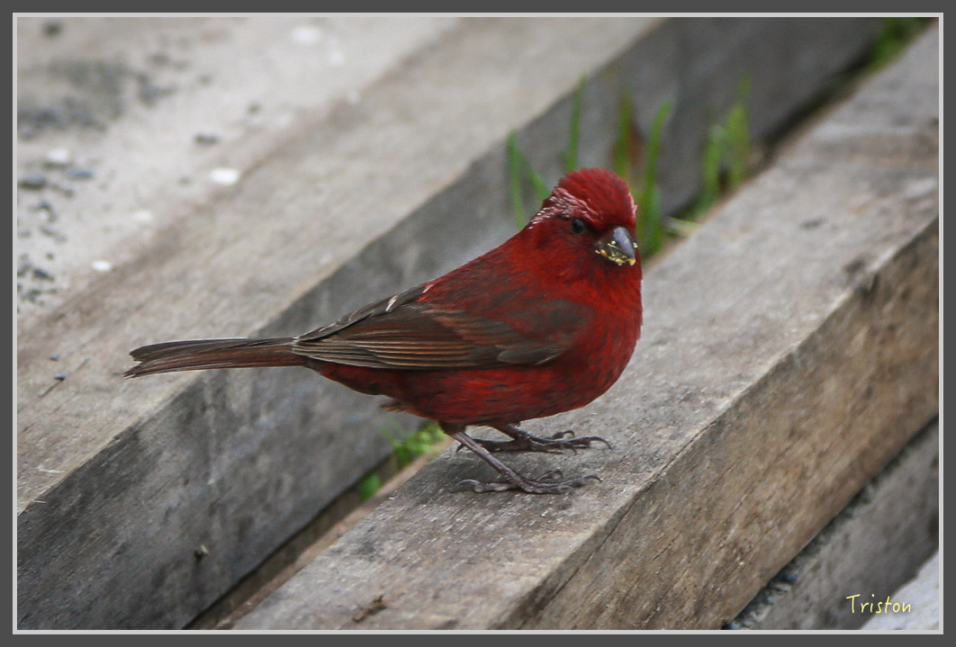JH1A0238.jpg - 20160806 小奇萊步道、清境國小