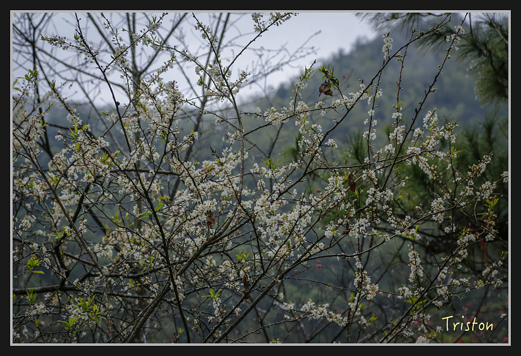 _H1A1984.jpg - 20170212 武界 萬大電廠 奧萬大