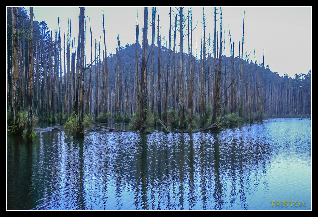 _MG_0224.jpg - 20170723 水漾森林