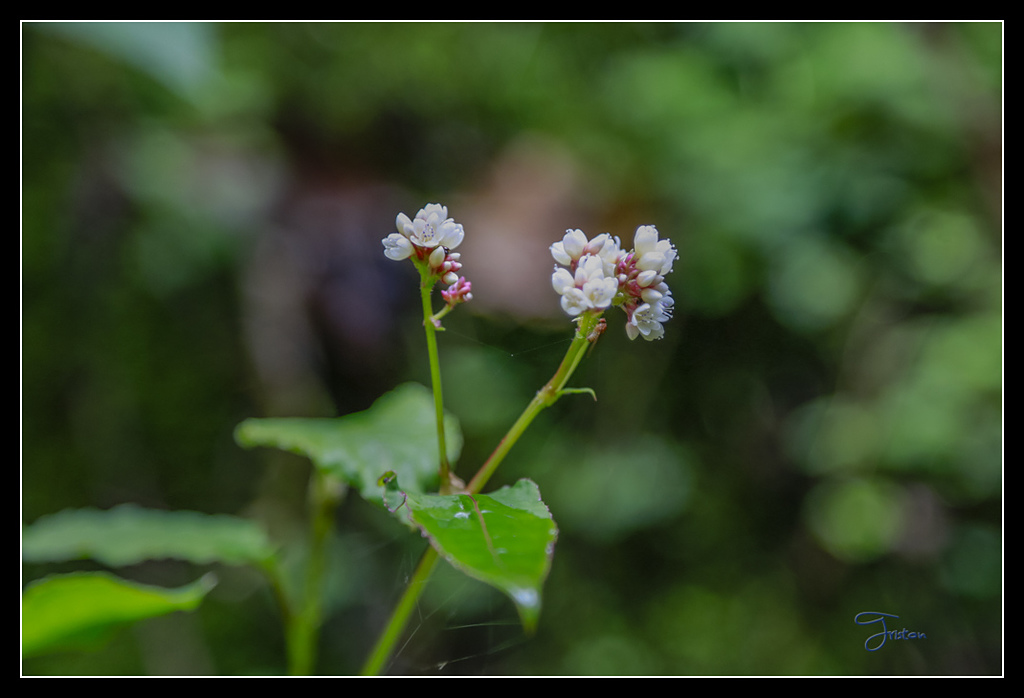 _H1A3659.jpg - 20170425 阿里山+圓潭螢火蟲