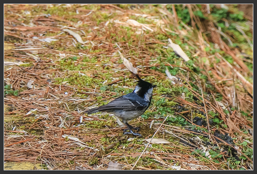 IMG_6182.jpg - 20160402 鹿林麟趾東埔山