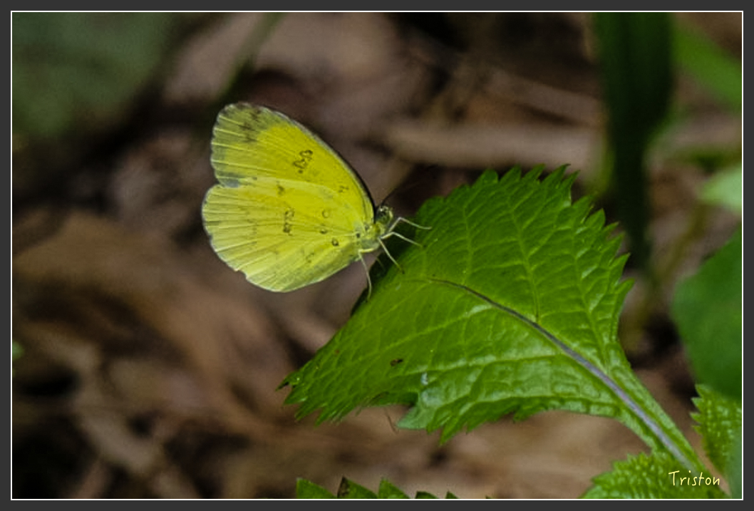 IMG_1301-2.jpg - 20160122 南仁湖、墾丁