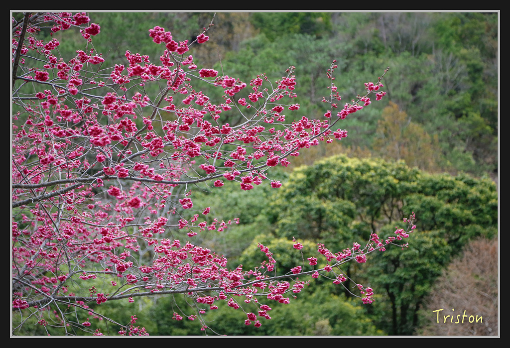 _H1A2359.jpg - 20170212 武界 萬大電廠 奧萬大