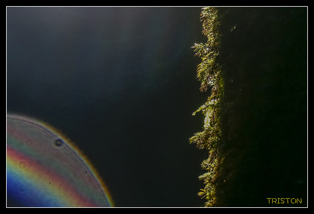 _MG_0332.jpg - 20170723 水漾森林