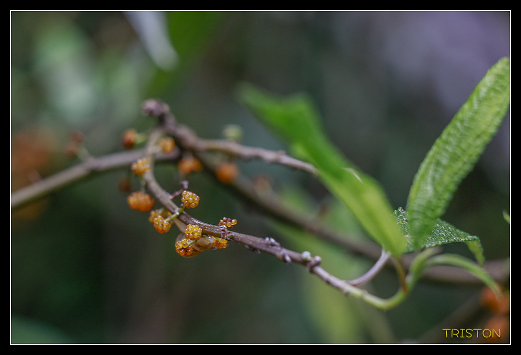 _MG_0024.jpg - 20170723 水漾森林