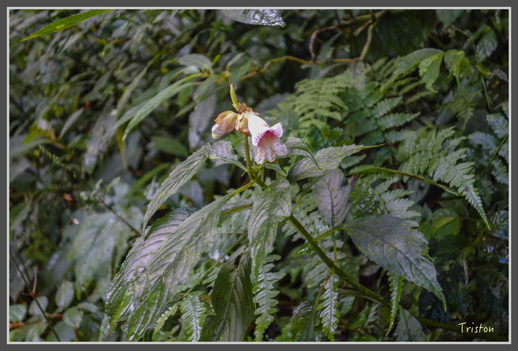 DSC00779.jpg - 20160924 溪頭台寅山