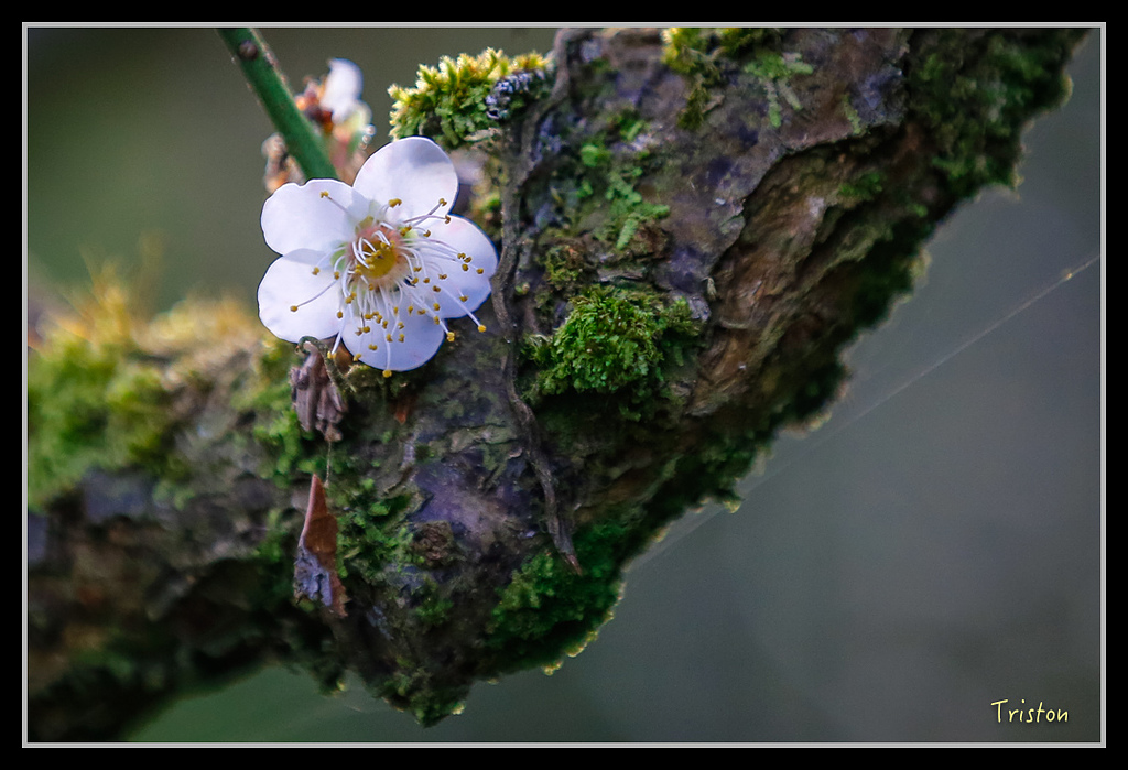 _H1A1401.jpg - 20170117 烏松崙、竹青庭