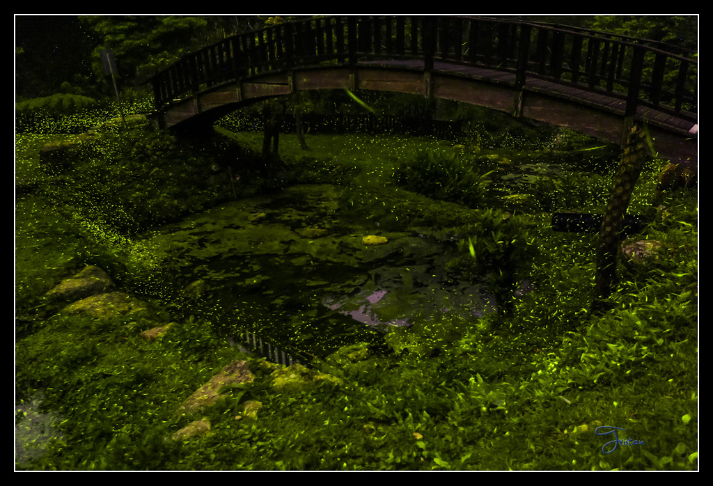 _H1A3833B.jpg - 20170425 阿里山＋圓潭螢火蟲