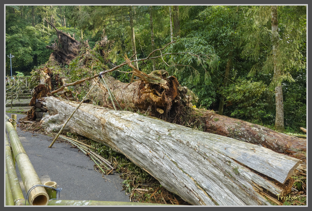 DSC00830.jpg - 20160924 溪頭台寅山