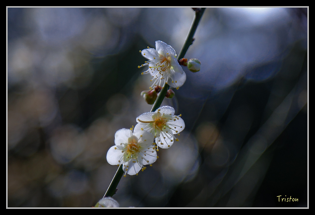 _H1A1561.jpg - 20170117 烏松崙、竹青庭