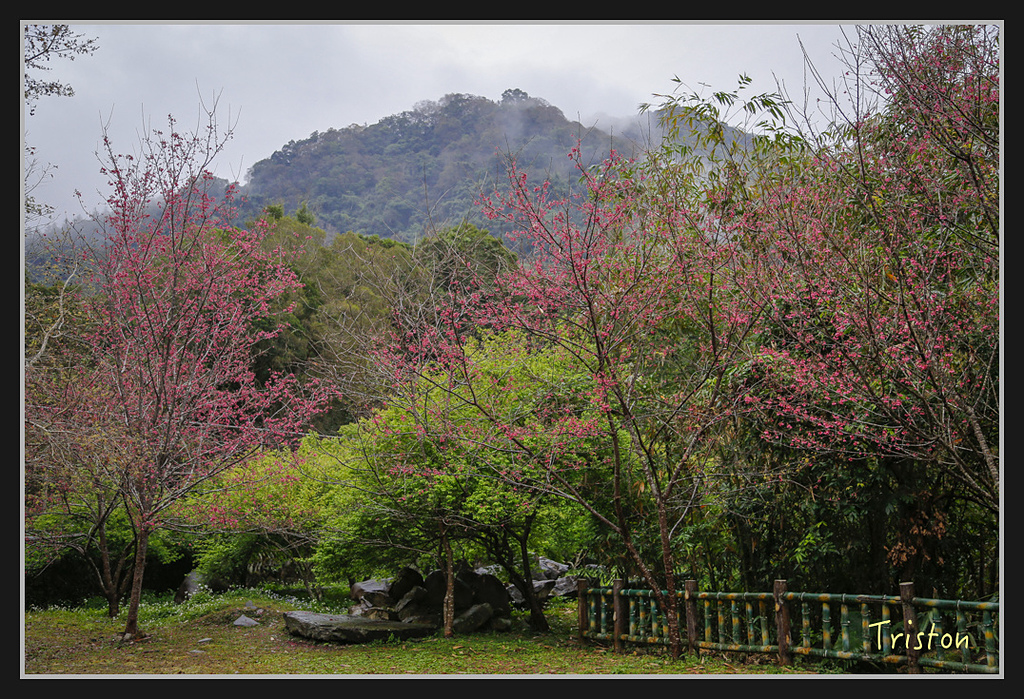 _H1A1965.jpg - 20170212 武界 萬大電廠 奧萬大