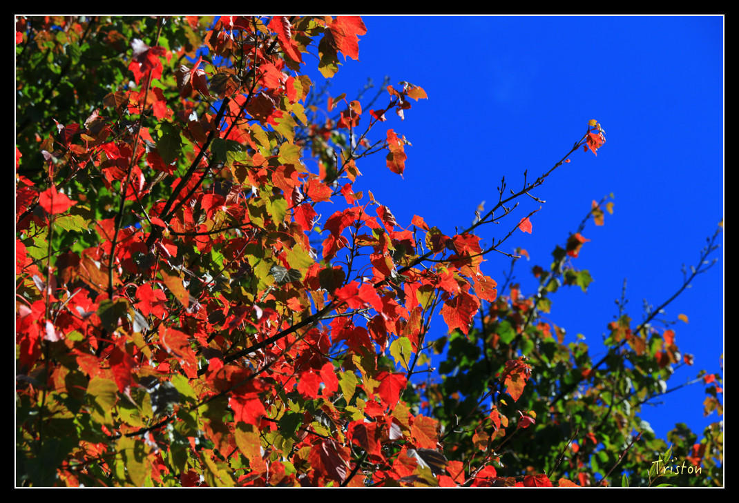 IMG_9224.jpg - 20151130 小笠原山、對高岳