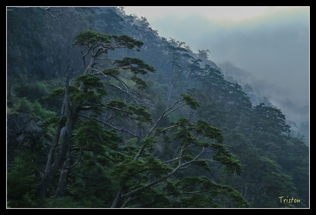 JH1A0827.jpg - 20151205 合歡溪步道、108K楓之谷