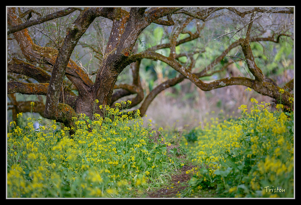 _H1A1492.jpg - 20170117 烏松崙、竹青庭
