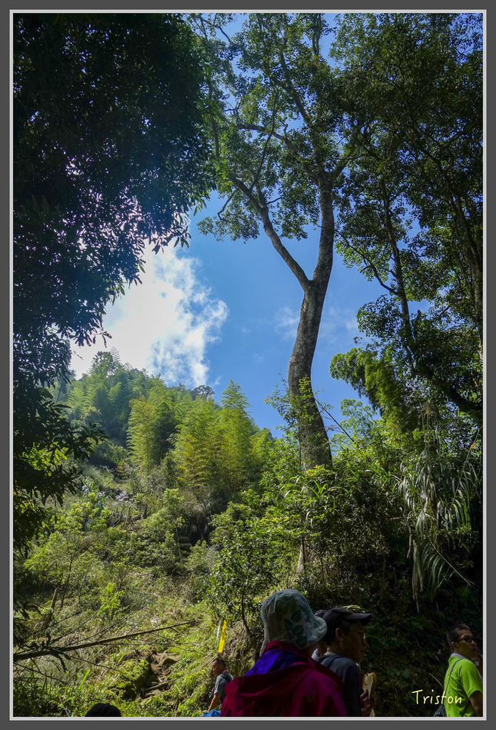 DSC00788.jpg - 20160924 溪頭台寅山