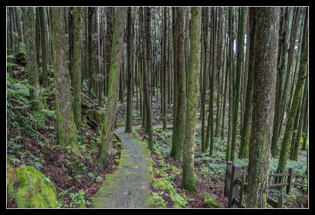 _H1A3613.jpg - 20170425 阿里山+圓潭螢火蟲