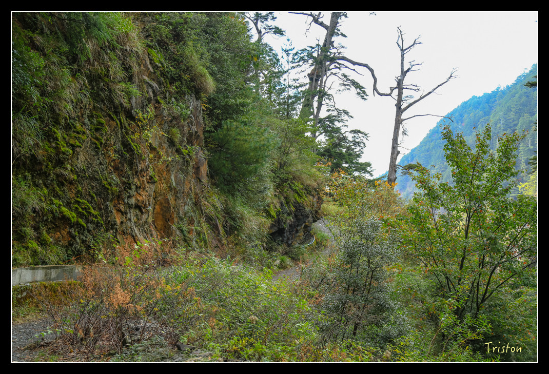 JH1A0711.jpg - 20151205 合歡溪步道、108K楓之谷