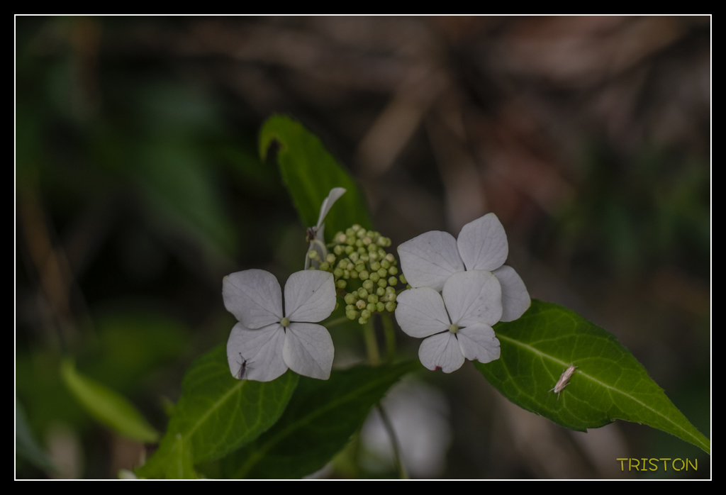 _MG_0872.jpg - 20170702 靜岡東海道之旅