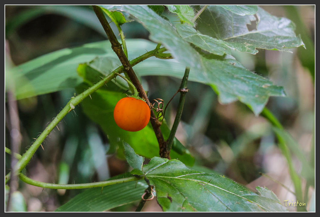 IMG_1547-2.jpg - 20160122 南仁湖、墾丁