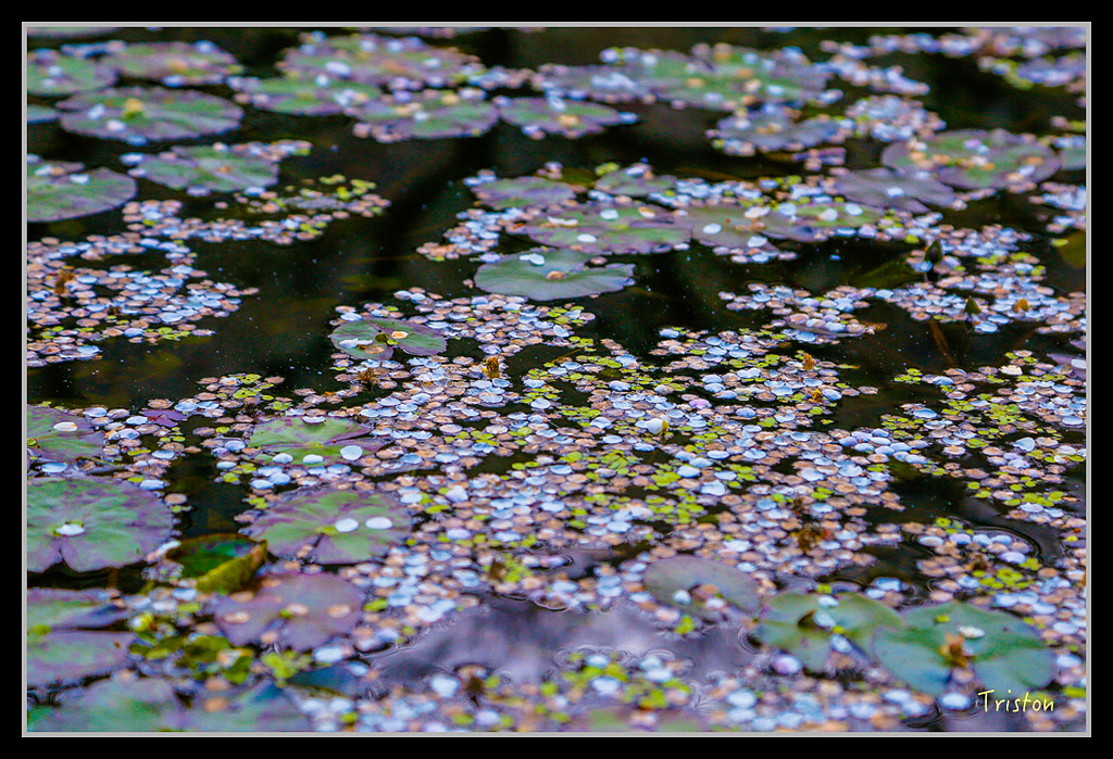 _H1A1205.jpg - 20170117 烏松崙、竹青庭