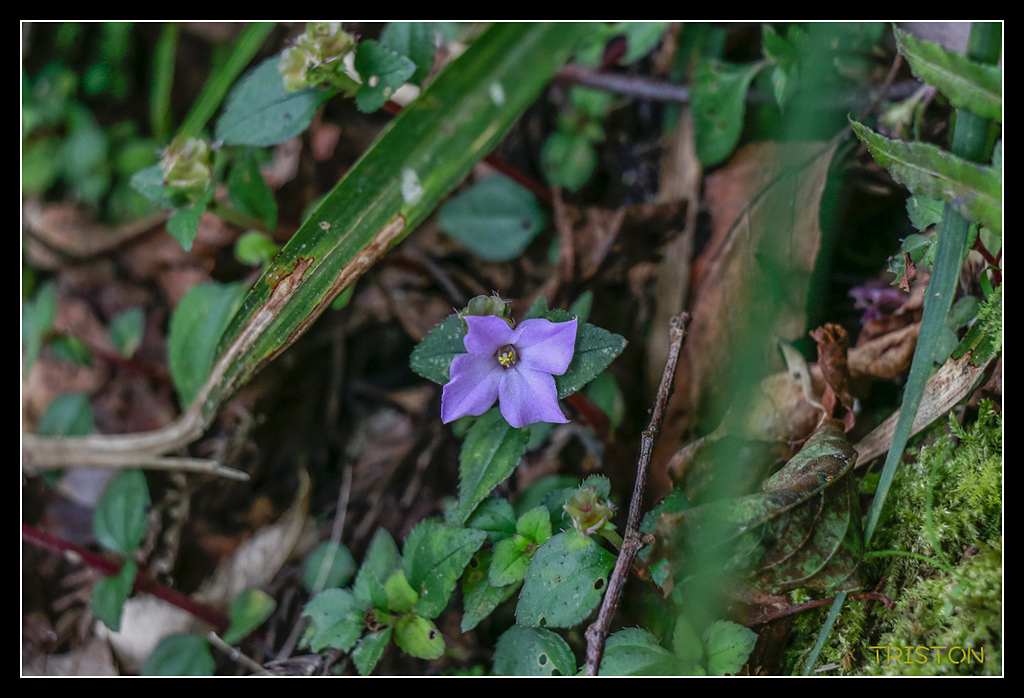 _MG_0041.jpg - 20170723 水漾森林