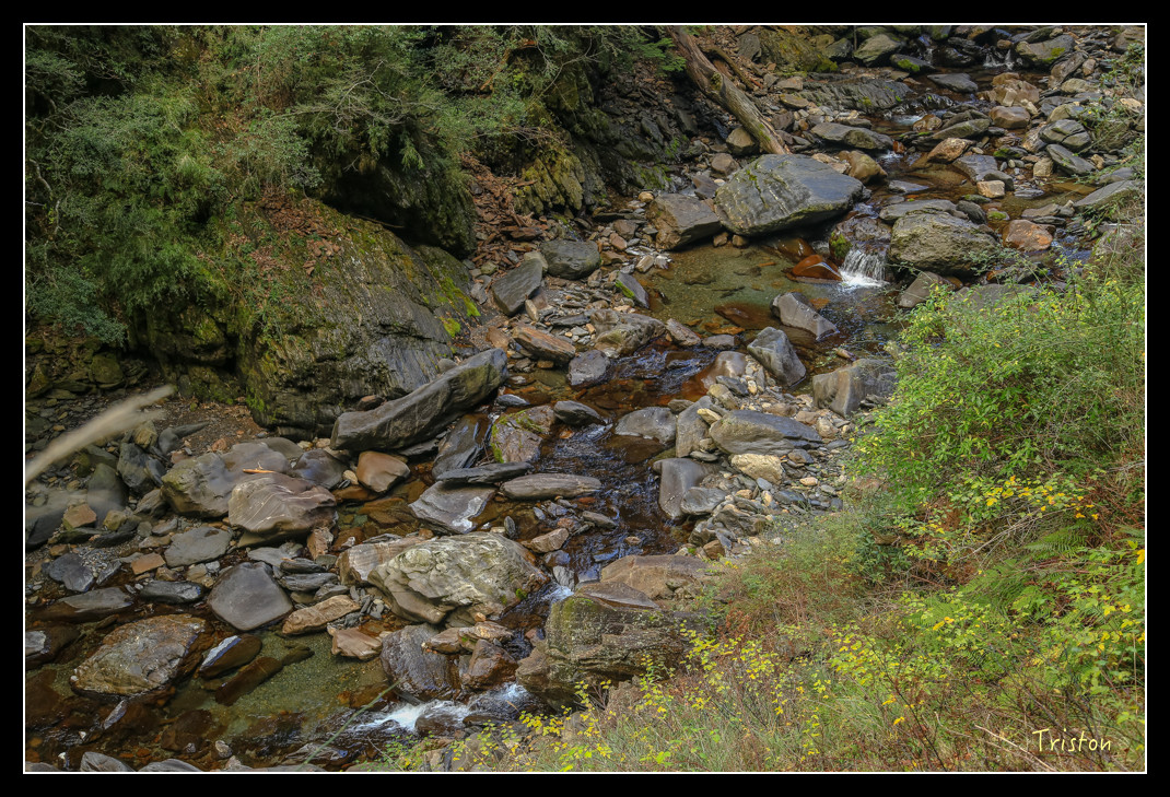 JH1A0814.jpg - 20151205 合歡溪步道、108K楓之谷