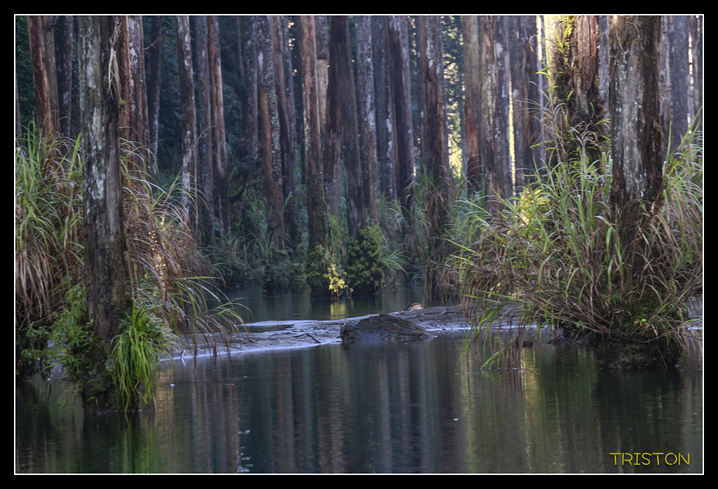 _MG_0269.jpg - 20170723 水漾森林