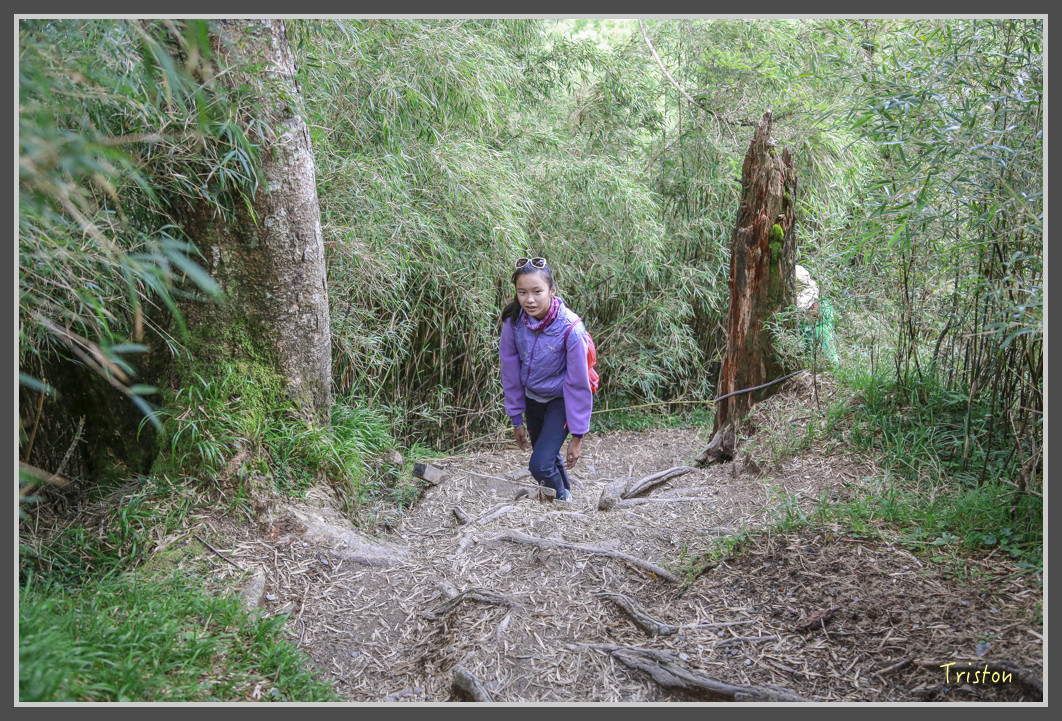 JH1A0195.jpg - 20160806 小奇萊步道、清境國小