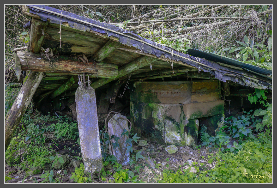 _MG_9180.jpg - 20160716 青年嶺步道