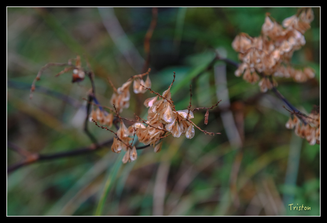 JH1A0685.jpg - 20151205 合歡溪步道、108K楓之谷