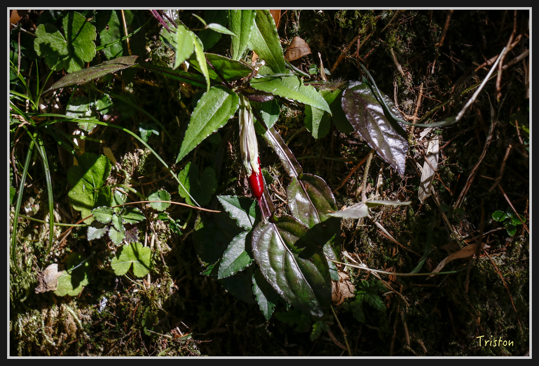 _MG_0092.jpg - 20161226 大塔山