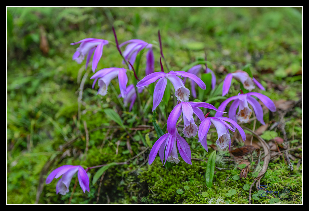 _H1A3675.jpg - 20170425 阿里山+圓潭螢火蟲