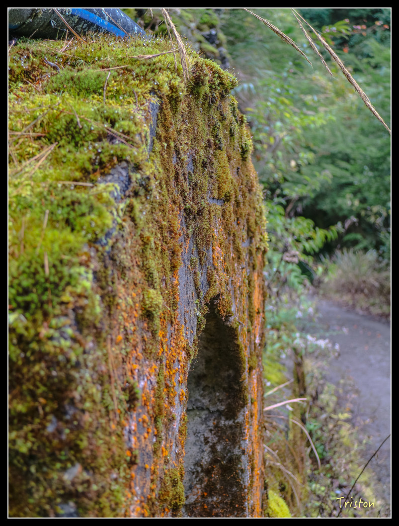 IMG_0940.jpg - 20151205 合歡溪步道、108K楓之谷