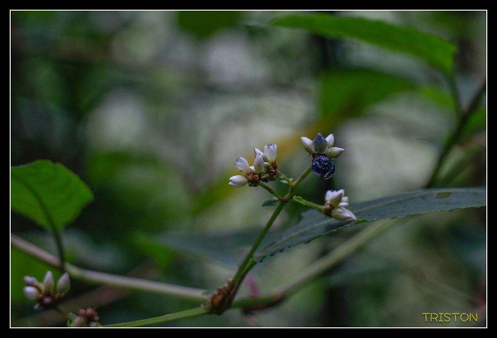_MG_0404.jpg - 20170723 水漾森林