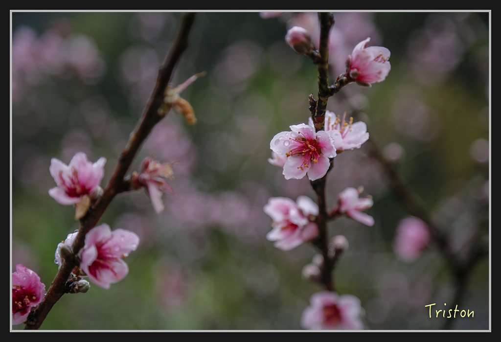 _H1A2095.jpg - 20170212 武界 萬大電廠 奧萬大