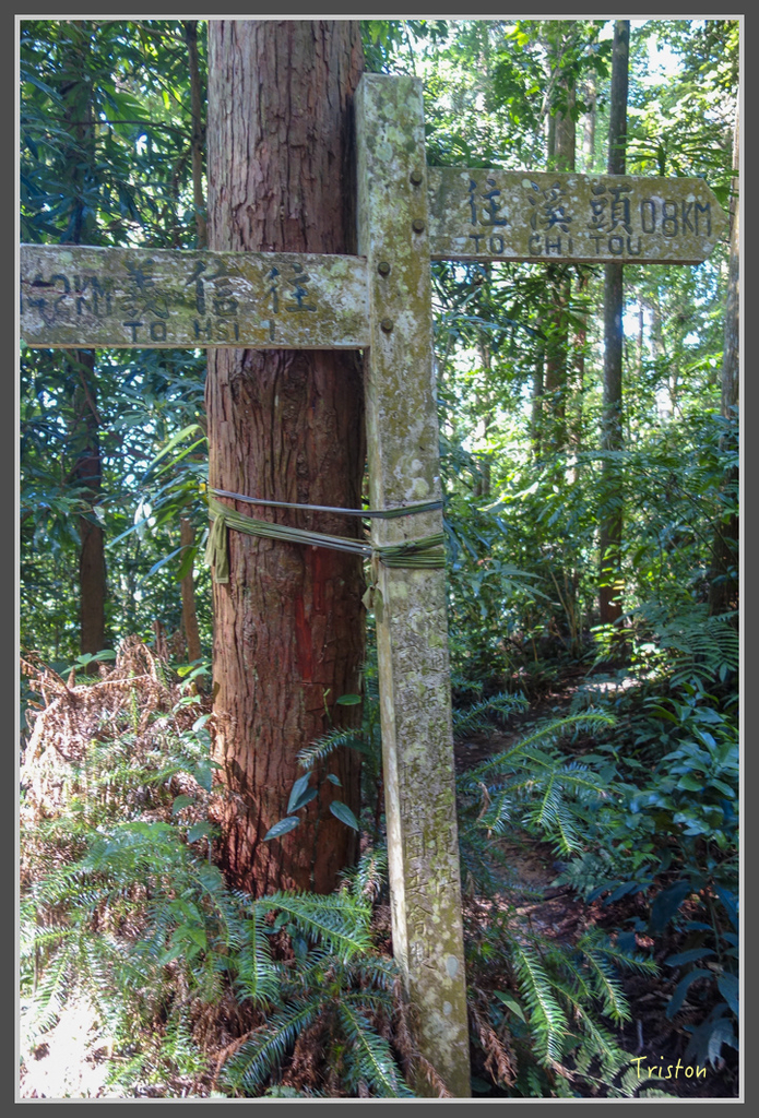 DSC00773.jpg - 20160924 溪頭台寅山