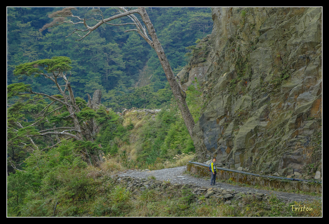 JH1A0730.jpg - 20151205 合歡溪步道、108K楓之谷