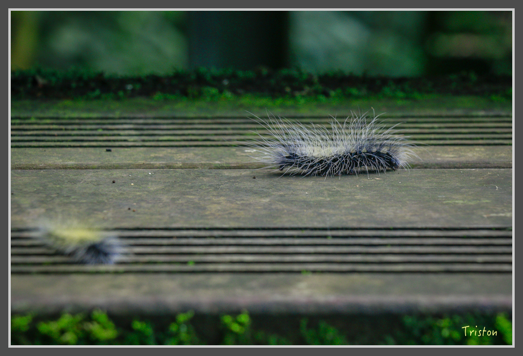 _MG_8710.jpg - 20160622 圓潭、雲潭、水社寮車站