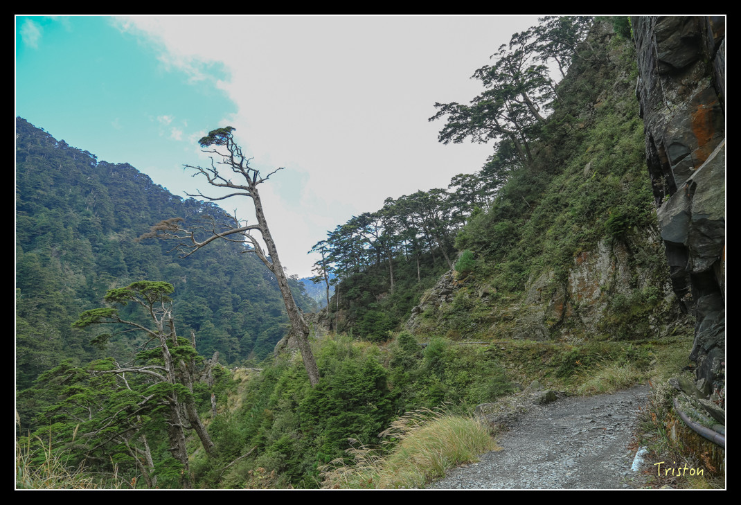 JH1A0756.jpg - 20151205 合歡溪步道、108K楓之谷