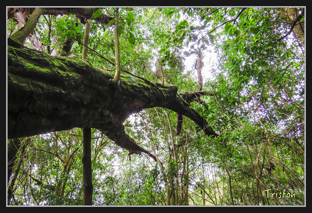 IMG_1379.jpg - 20170318 守關山、守城大山
