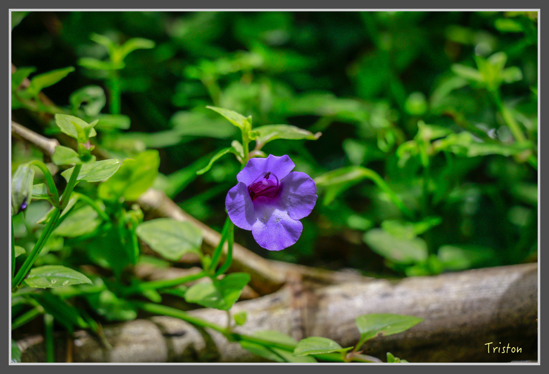 _MG_8726.jpg - 20160622 圓潭、雲潭、水社寮車站