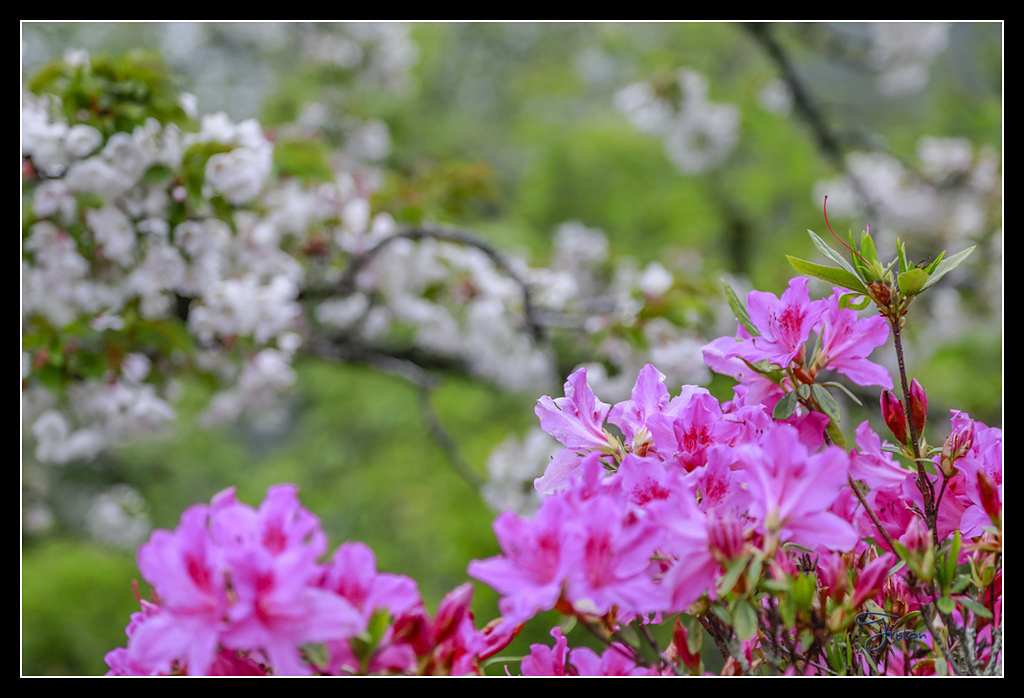 _H1A3697.jpg - 20170425 阿里山+圓潭螢火蟲