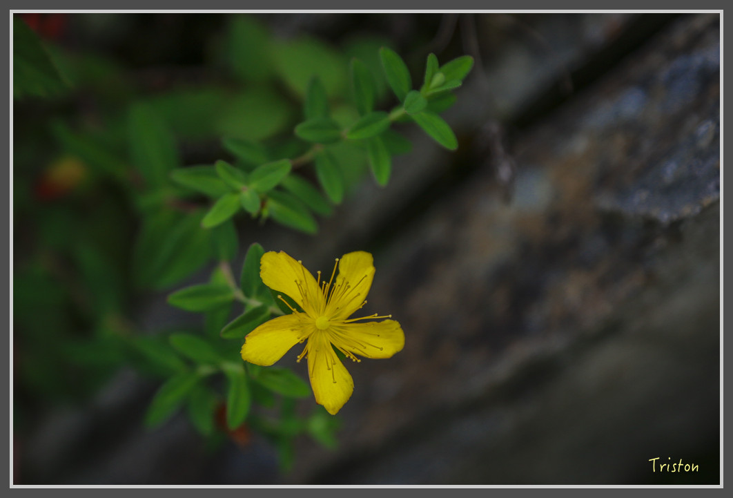 JH1A0144.jpg - 20160806 小奇萊步道、清境國小