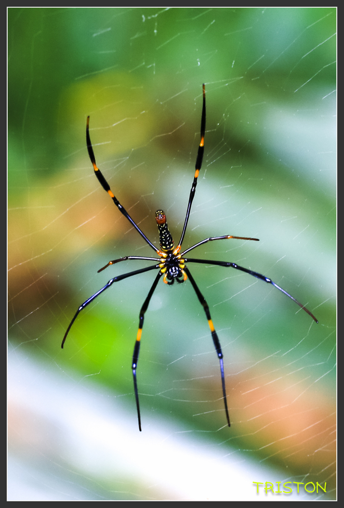 _H1A6799.jpg - 20170904 獨立山步道生態