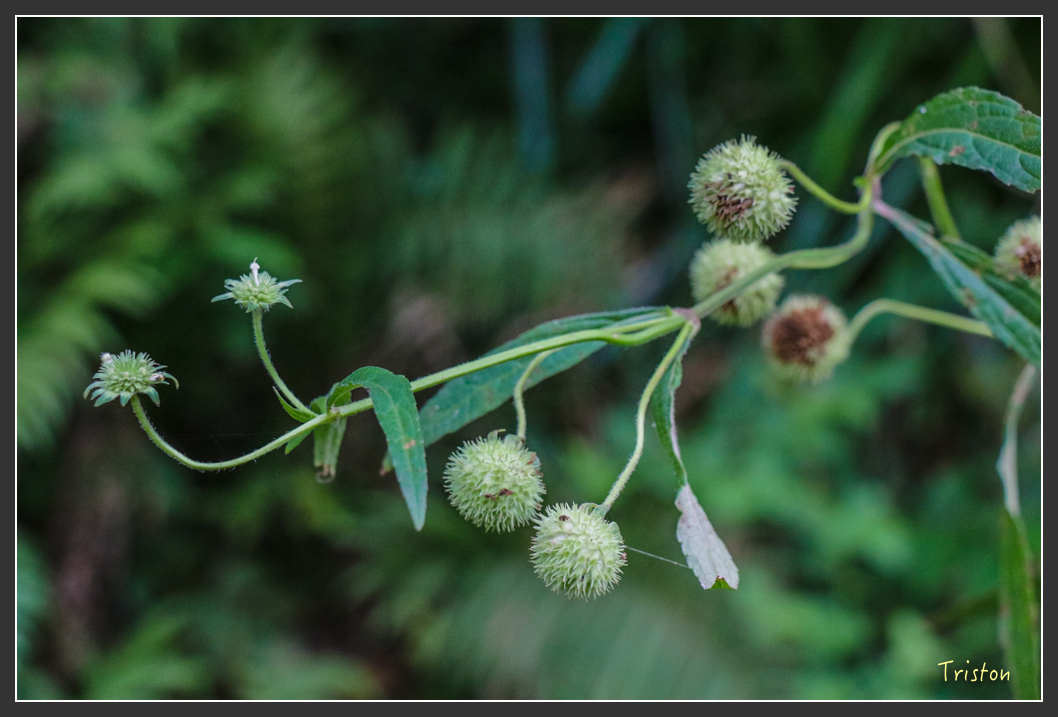 IMG_1367-2.jpg - 20160122 南仁湖、墾丁