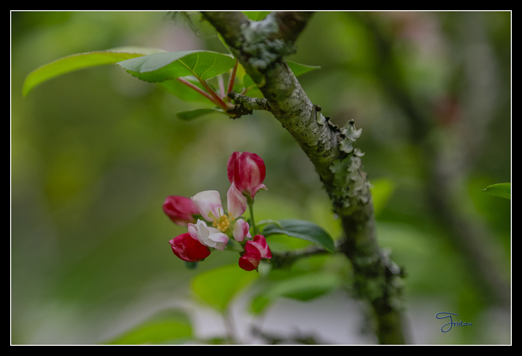 _H1A3734.jpg - 20170425 阿里山+圓潭螢火蟲