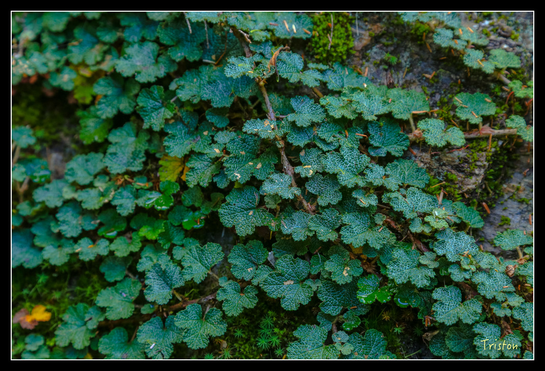 JH1A0825.jpg - 20151205 合歡溪步道、108K楓之谷