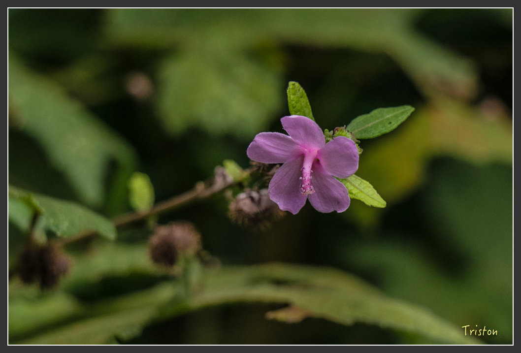 IMG_1309-2.jpg - 20160122 南仁湖、墾丁